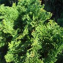Chamaecyparis obtusa 'Nana Gracilis' rameau